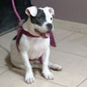 Meet your Posher, Cesar